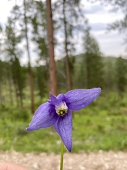 Clematis alpina