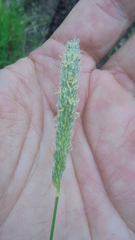 Alopecurus pratensis