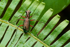 Heptodonta posticalis