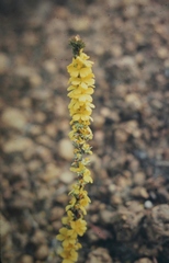 Hibbertia hemignosta