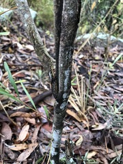 Acacia maidenii