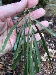 Acacia maidenii