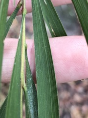 Acacia maidenii