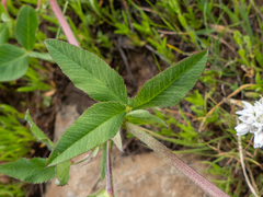 Trifolium eriocephalum