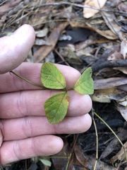 Desmodium rhytidophyllum