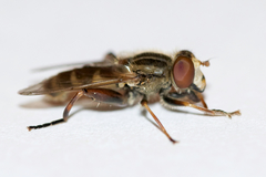 Anasimyia anausis