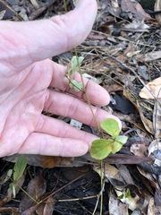 Desmodium rhytidophyllum
