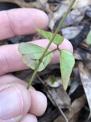 Desmodium rhytidophyllum