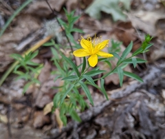Hypericum concinnum