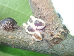 Eriococcus spurius