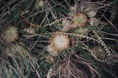 Banksia dryandroides