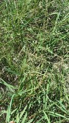 Eragrostis curtipedicellata