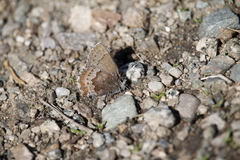 Callophrys mossii