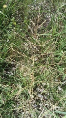 Eragrostis curtipedicellata