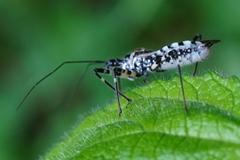 Sphedanolestes impressicollis
