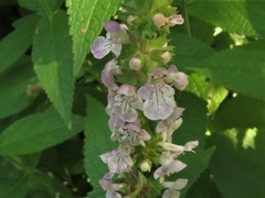 Stachys iltisii
