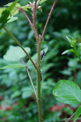 Sphedanolestes impressicollis