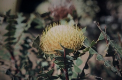 Banksia baxteri