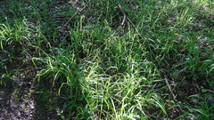 Carex arctata