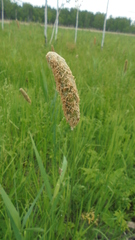 Alopecurus pratensis