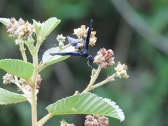 Brachymenes wagnerianus