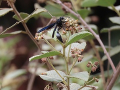 Brachymenes wagnerianus