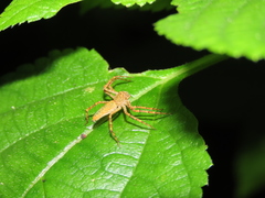 Hamadruas sikkimensis