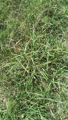 Eragrostis curtipedicellata