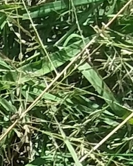 Eragrostis curtipedicellata