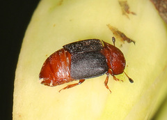 Caplothorax melanopterus