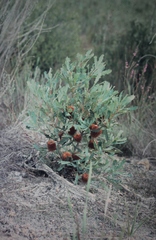 Banksia quercifolia