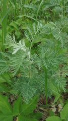 Artemisia macrantha