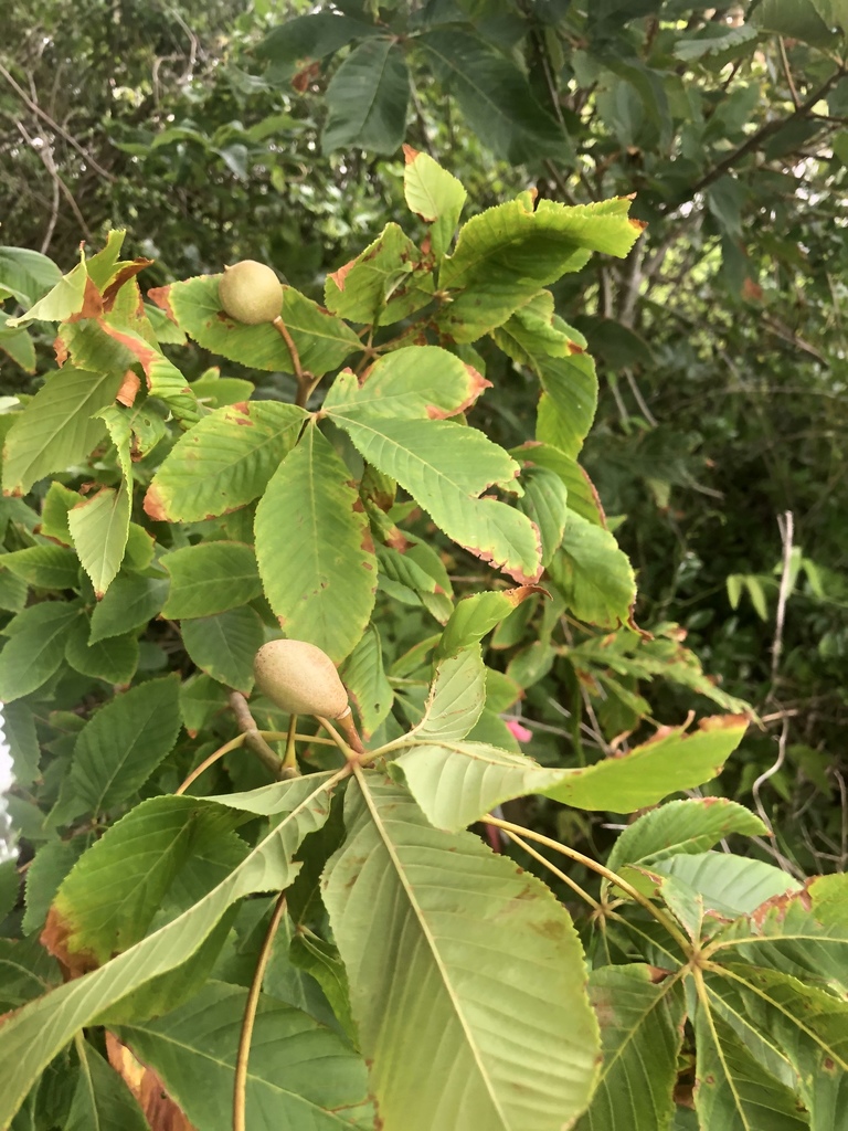 buckeyes and horsechestnuts from Little Kinston Rd, Surf City, NC, US