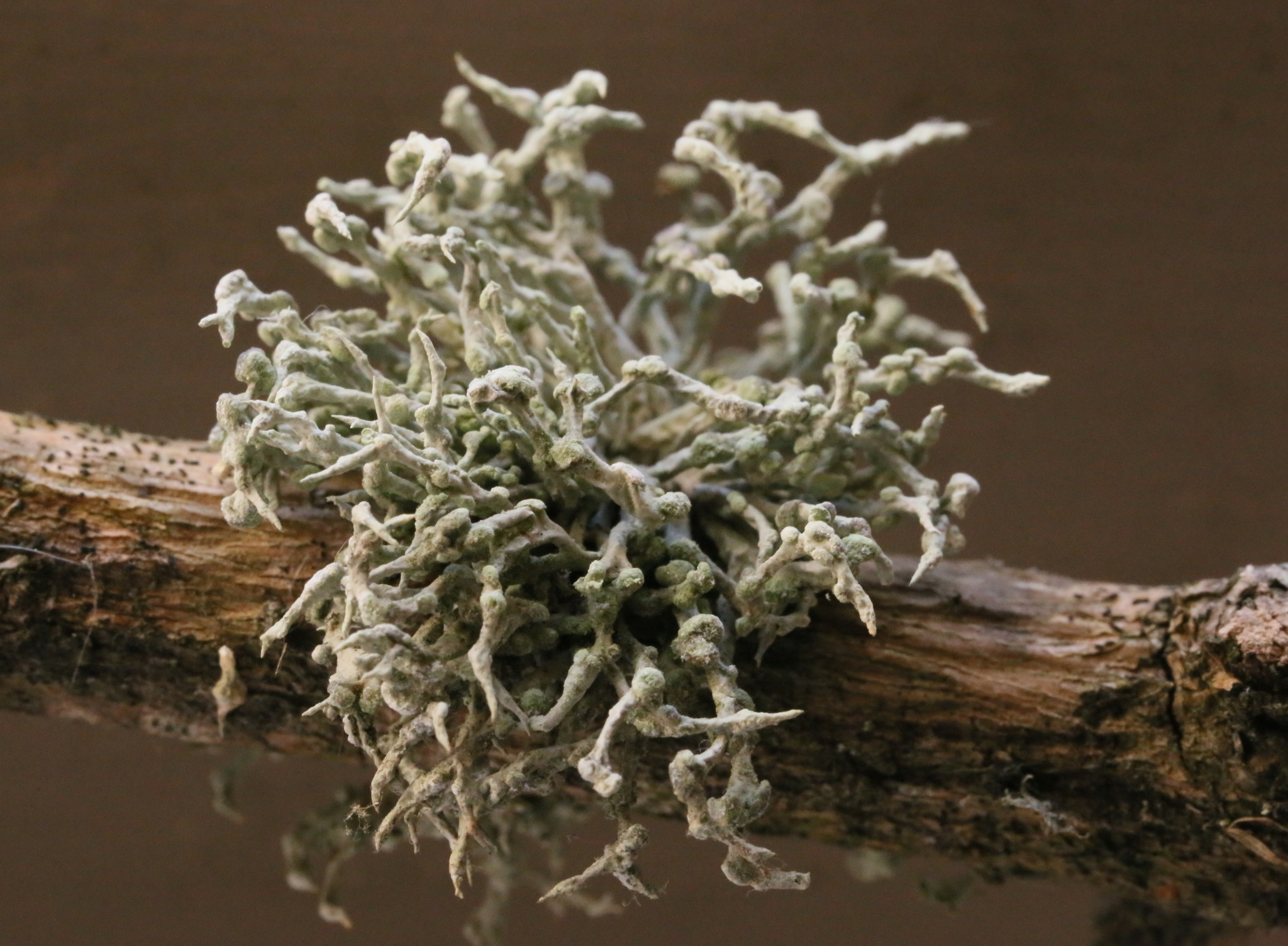 Niebla cephalota image