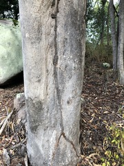 Eucalyptus propinqua