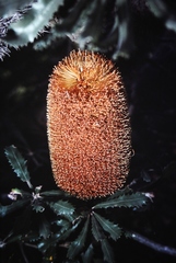 Banksia media