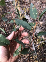 Eucalyptus propinqua