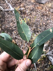Eucalyptus propinqua