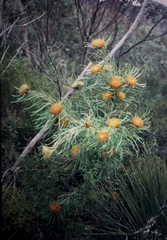 Banksia formosa