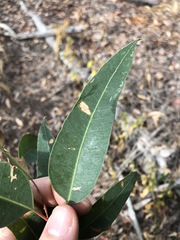 Eucalyptus propinqua
