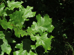 Quercus acerifolia