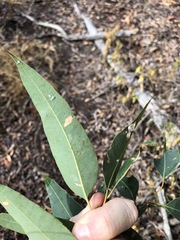 Eucalyptus propinqua