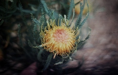 Banksia formosa