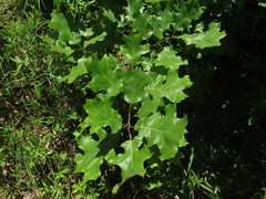 Quercus acerifolia