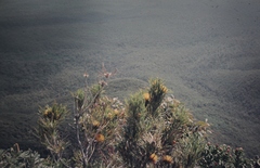 Banksia formosa