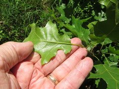 Quercus acerifolia