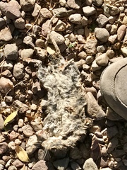 Sigmodon arizonae