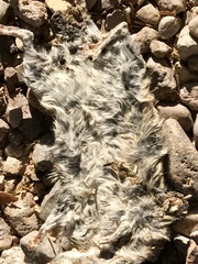 Sigmodon arizonae