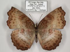 Ariadne enotrea suffusa