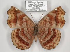 Ariadne enotrea suffusa